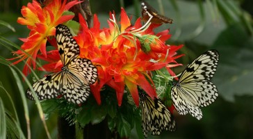 Butterfly Arc - Casa delle Farfalle a Montegrotto Terme