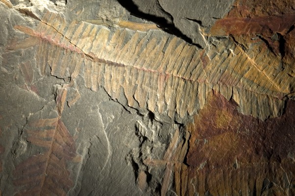 Mostra Permanente di Fossili Minerali e Rocce Primo Guido Omesti a Montegrotto Terme
