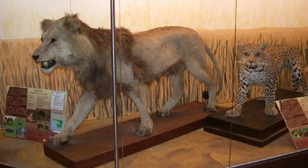 Museo di Zoologia a Padova