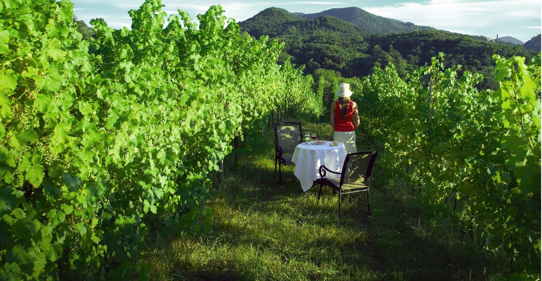 Cantine Aperte in Vendemmia sui Colli Euganei
